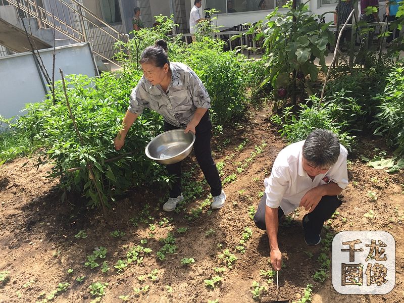 農(nóng)家院的主人是57歲的村民吳賀云，三年前還是低收入戶的她，如今靠著自己的農(nóng)家院和一桌桌美味的“栗子宴”，年收入達十七八萬，日子過得十分紅火。圖為吳賀云和家人在拾掇農(nóng)家院里的小菜園。千龍網(wǎng)記者 薄晨棣攝