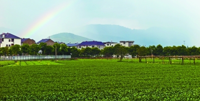 綠色是理念，更是行動