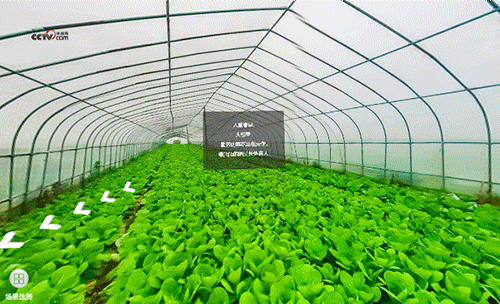 勤勞的菜農(nóng)正在勞作，綠油油的蔬菜長勢喜人。