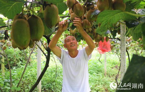 “農(nóng)民專家”丁清清在果園里采摘。 人民網(wǎng)記者 劉賓攝
