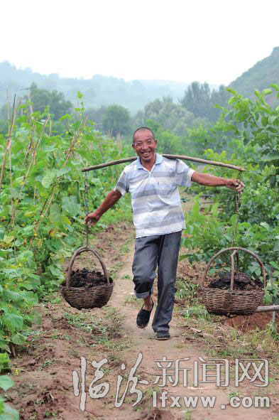 農(nóng)民把生態(tài)肥運(yùn)往菜園。 