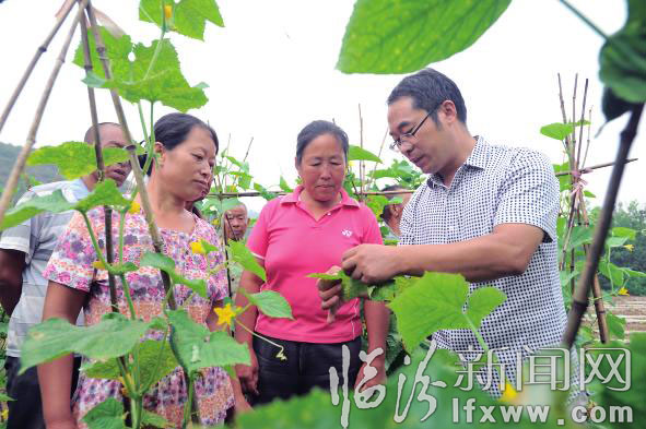 農(nóng)業(yè)技術(shù)人員給菜農(nóng)講解蔬菜的病蟲防治。 