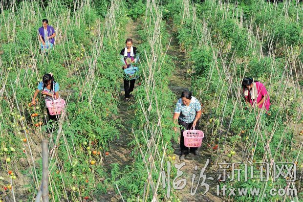 菜農(nóng)在采摘。 