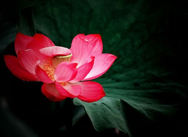 接天蓮葉無(wú)窮碧，映日荷花別樣紅（15張）