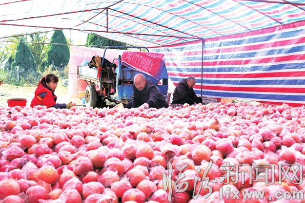 翼城曹家坡:種蘋果引領(lǐng)農(nóng)民走上致富路